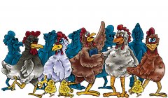 getcrackingchickens2.jpg