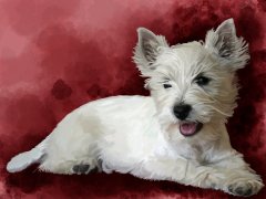 maddiepupfinal.jpg