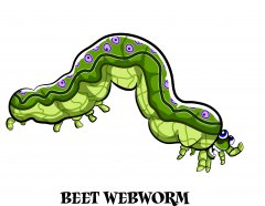 beetwebworm.jpg