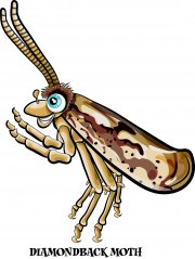 moth.jpg