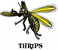 thrips.jpg