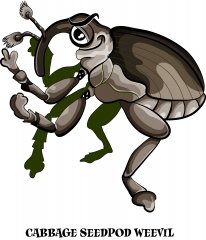 weevil.jpg